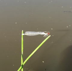 Erythromma najas