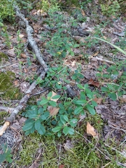 Vaccinium vitis-idaea