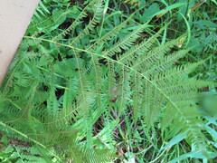 Athyrium