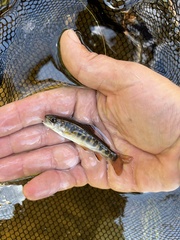 Salvelinus fontinalis