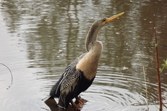 Anhinga anhinga