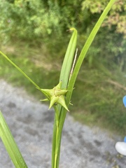 Carex grayi