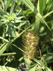 Setaria pumila