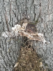 Pseudoinonotus dryadeus