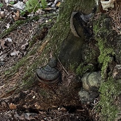 Phellinus igniarius