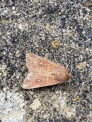 Mythimna albipuncta