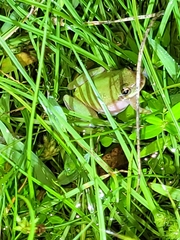 Hyla squirella