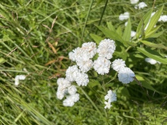Achillea ptarmica