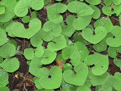Asarum canadense