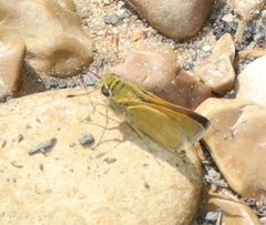 Polites themistocles