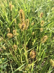 Setaria pumila