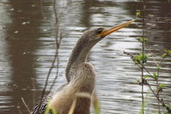 Anhinga anhinga