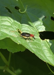 Phyllopalpus pulchellus
