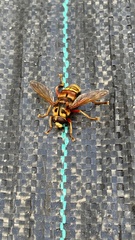 Milesia crabroniformis