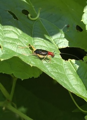 Phyllopalpus pulchellus