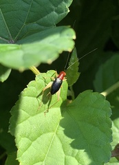 Phyllopalpus pulchellus
