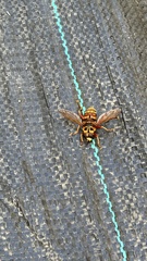Milesia crabroniformis