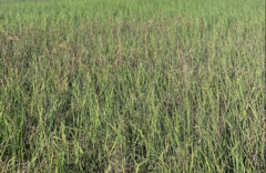 Schoenoplectus americanus