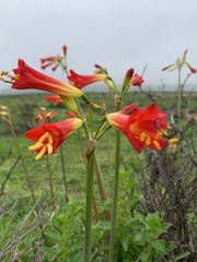 Phycella cyrtanthoides