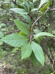 Chionanthus virginicus
