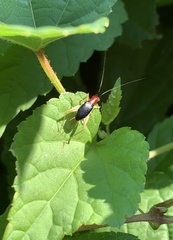 Phyllopalpus pulchellus