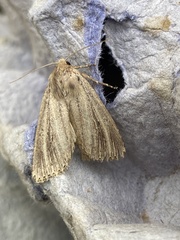 Nonagria typhae