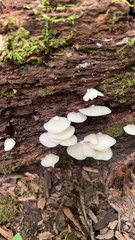 Crepidotus applanatus
