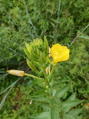 Oenothera
