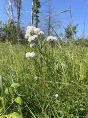 Achillea ptarmica