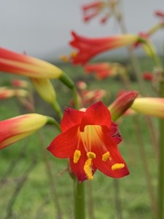 Phycella cyrtanthoides