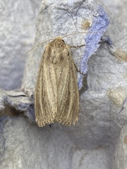 Nonagria typhae