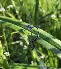 Erythromma najas