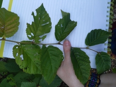 Betulaceae