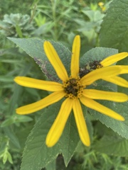 Helianthus strumosus