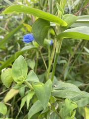 Commelina