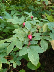 Rosa arvensis