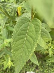 Helianthus strumosus