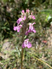 Pedicularis attollens