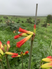 Phycella cyrtanthoides