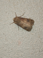 Agrotis bigramma