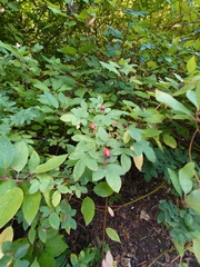 Rosa arvensis
