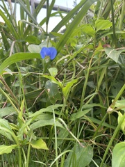 Commelina