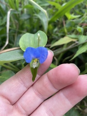 Commelina
