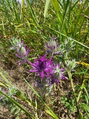 Eryngium leavenworthii