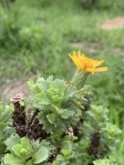 Haplopappus foliosus