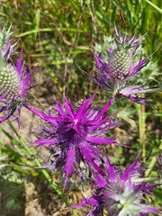 Eryngium leavenworthii
