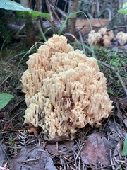 Ramaria stricta