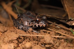 Leptodactylus knudseni