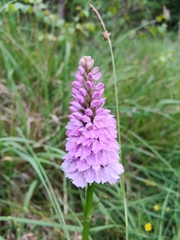 Dactylorhiza maculata