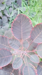 Cotinus coggygria